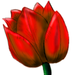 image of Tulips