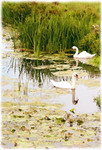print of Swans on the Rhyne, Nr Wedmore, Somerset.